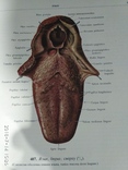 Атлас анатомии человека 2 тома 1979г.в., фото №11
