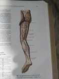 Атлас анатомии человека 2 тома 1979г.в., фото №13