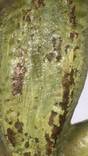 Венская бронза - азиатский полосатый варан, фото №5