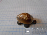 Черепашка (панцирь-ракушка каури),миниатюра., фото №5