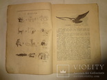 1919 Киевский Детский Журнал Ковер -Самолет № 1, фото №12
