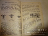 1903 Пчелы Осы и Термиты, фото №6