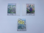 Набір з 3 марок, фото №2