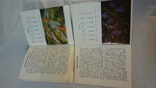 Календарь цветовода за 1988 г. и 1989 г., фото №7
