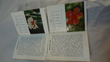 Календарь цветовода за 1988 г. и 1989 г., фото №9