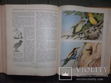 Детская энциклопедия 1959-1960 год.2,3,4,5,6-тома., фото №9