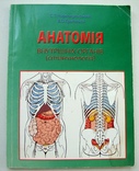Анатомія внутрішніх органів (спланхологія), фото №2