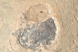 Орнаментированный литой котел, Савроматы или Скифы конец 6 начало 4 века до н.э, фото 10