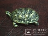Черепаха тартила, фото №3