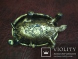Черепаха тартила, фото №5