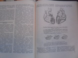 Основы электрокардиологии Г. Л. Лемперт 1963, фото №8