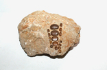Зуби риби пікнодонт крейдового періоду, фото №7