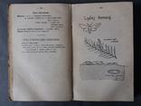 Начерки для учителя природописа. 1924 г., фото №11