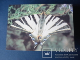 Подалирий парусник - открытка 1989 бабочка, фото №2