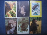 Календарики животные, фото №6