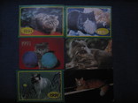 Календарики кошки, фото №6