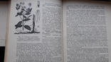 Кортуков. Культивируемые и дикорастущие лекарственные растения.справочник, фото №7