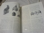 Археологический Сборник 11-1969г, фото №3