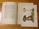 Собиратель грибов Д. Кайгородов 1891 г., фото №10
