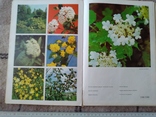 Цветы, 1978 г., фото №9