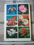 Цветы, 1978 г., фото №13