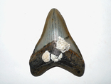 Зуб мегалодона - найбільшої в світі акули, фото №4