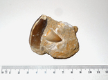 2 зуба мозазавра в породі крейдового періоду, фото №3