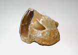 2 зуба мозазавра в породі крейдового періоду, фото №4