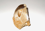 2 зуба мозазавра в породі крейдового періоду, фото №8