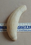 Зуб кашалота 220 гр., фото №4
