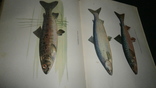 Книга Л.П.Сабанеев -Жизнь и ловля пресноводных рыб.+два бонуса., фото №7