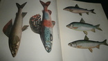 Книга Л.П.Сабанеев -Жизнь и ловля пресноводных рыб.+два бонуса., фото №8
