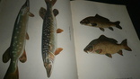 Книга Л.П.Сабанеев -Жизнь и ловля пресноводных рыб.+два бонуса., фото №9