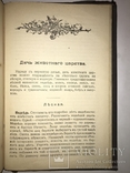 1909 Охота Ружья Собака Дичь, фото №3