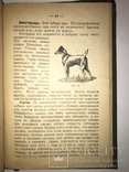 1909 Охота Ружья Собака Дичь, фото №6