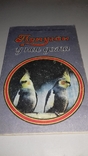 Попугай у нас дома. 86г., фото №2