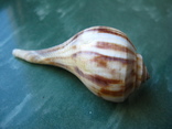 Морская ракушка раковина Busycon spiratum, фото №5