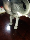 Слон, фото №9