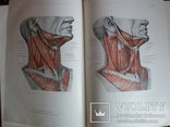 Анатомический атлас человеческого тела в 3-х томах., фото №4