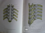 Анатомический атлас человеческого тела в 3-х томах., фото №10