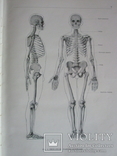 Анатомический атлас человеческого тела в 3-х томах., фото №11