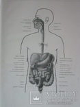 Анатомический атлас человеческого тела в 3-х томах., фото №12