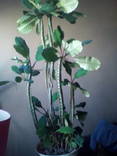 Растение молочай, photo number 2