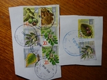 Восемь почтовых марок 2013 г. "деревья", фото №2