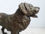 Венская бронза собака клеймо gecshtuzt, фото №10