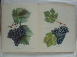1960 Сорти винограду України Каталог, фото №8
