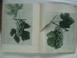 1960 Сорти винограду України Каталог, фото №11
