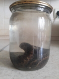 Карпатская змея (гадюка), заспиртованная., фото №2