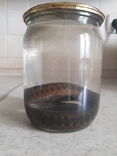Карпатская змея (гадюка), заспиртованная., фото №3