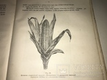 1906 Кормовые Растения редкая книга для Арендаторов, фото №4